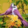 Purple Birds and Yellow Flower Paint By Numbers