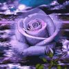 Purple Rose Under The Moon Paint By Numbers