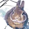 Rabbit in Snow Art Paint By Numbers