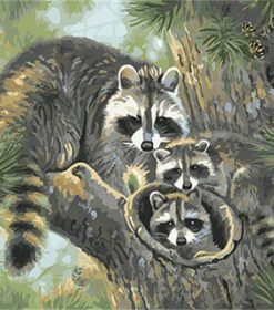 Raccoons Family Paint By Numbers