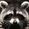 Raccoons of Costa Rica Paint By Numbers