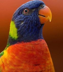 Rainbow Lorikeet Parrot Paint By Numbers