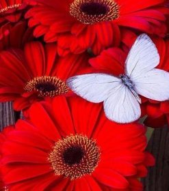 Red Flowers with White Butterfly Paint By Numbers