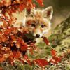 Red Maple Leaf Fox Paint By Numbers