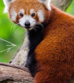 Red Panda Animal Paint By Numbers
