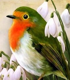 Robin Bird Paint By Numbers