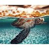 Sea Turtle Undersea Paint By Numbers