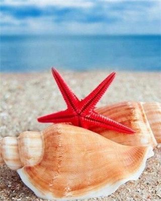 Shells and Starfish on Beach paint by numbers