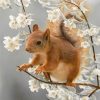 Squirrel in Flowers Paint By Numbers