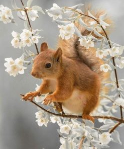 Squirrel in Flowers Paint By Numbers