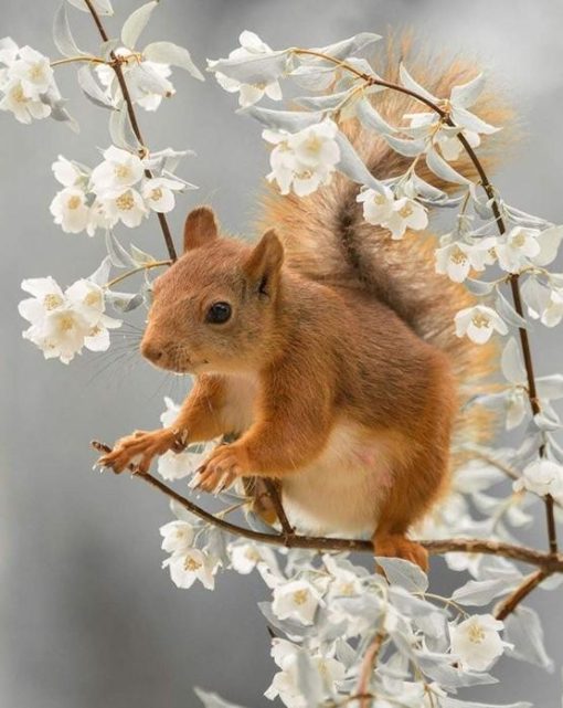 Squirrel in Flowers Paint By Numbers