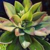 Succulents Plant Paint By Numbers