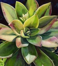 Succulents Plant Paint By Numbers