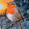 The European Robin Bird Paint By Numbers