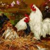 Two Chickens Paint By Numbers