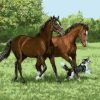 Two Horses and Dog Paint By Numbers