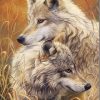 Two White Wolves Paint By Numbers