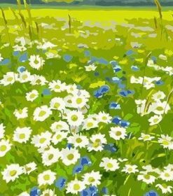White Daisy Flower Field Paint By Numbers