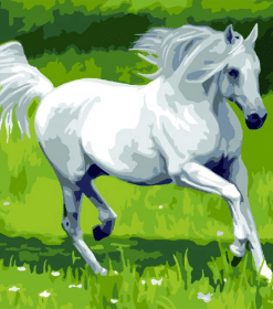 White Horse art Paint By Numbers