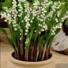 White Lily of the Valley Paint By Numbers