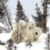 White Polar Bear Family Paint By Numbers