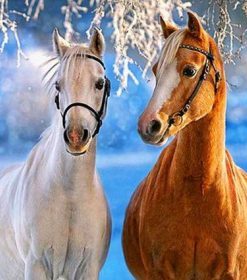 White Yellow Horses Paint By Numbers
