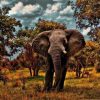 Wild Elephant Paint By Numbers