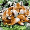Wild Fox Family Paint By Numbers