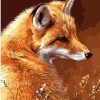 Wild Fox Paint By Numbers