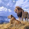 Wild Lion Couple Paint By Numbers
