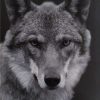 Wolf Black And White Paint By Numbers