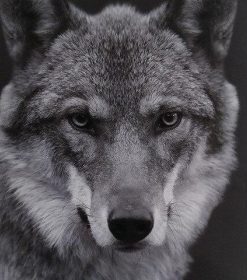 Wolf Black And White Paint By Numbers