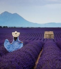 Woman in Lavender Field Paint By Numbers