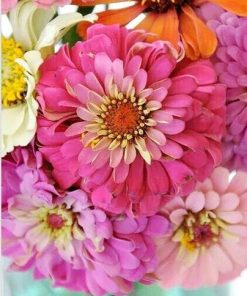 Zinnia Flowers Paint By Numbers