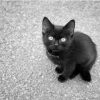 Black And White Kitten Paint By Numbers