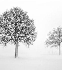 Black And White Trees Paint By Numbers