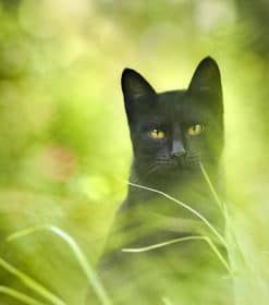 Black Cat With Green Eyes Paint By Numbers
