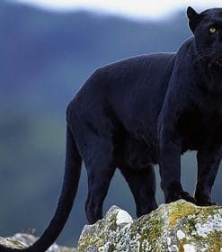 Black Panther In The Wild Paint By Numbers