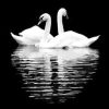 Black White Swan Reflection Paint By Numbers