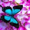 Blue Butterfly On Roses Paint By Numbers