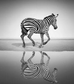 Free Zebra Paint By Numbers