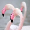 Greater Pink Flamingo Paint By Numbers