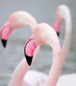 Greater Pink Flamingo Paint By Numbers