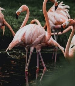 Group Of Flamingos Paint By Numbers