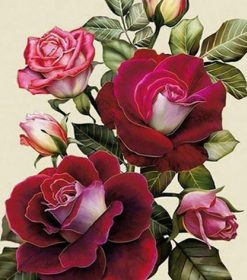 Rose Red Flowers Paint By Numbers