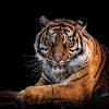Strong Bengal Tiger Paint By Numbers