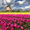Travel to Tulips Paint By Numbers