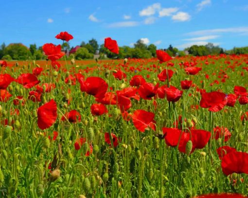 Poppy Flowers Field paint by numbers