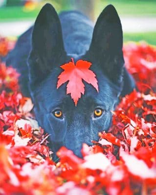 Black German Shepherd Fall Paint by numbers