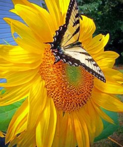 Sunflower And ButterflySunflower And Butterfly paint by numbers